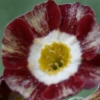 Primula Auricula Blush Baby - Abriachan Nurseries